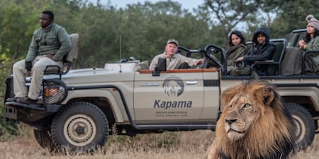 A lion rests on the savanna grass near a group of people seated in an open top vehicle with a ‘Kapama Private Game Reserve’ logo on the door