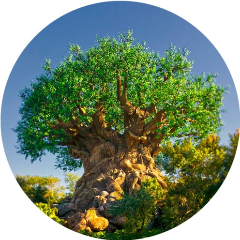 La atracción The Tree of Life vista desde Discovery Island en Disney's Animal Kingdom Theme Park