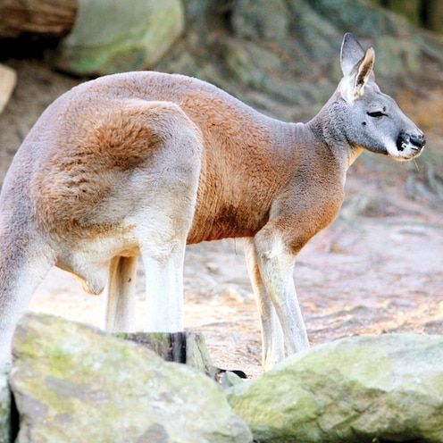 A kangaroo crouching down