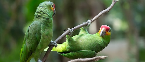 Two parrots perched on a tree branch