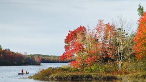A man and a dog canoe down a waterway bordered by trees in different stages of autumn transition