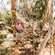 People outfitted in helmets and safety ropes walking on a series of logs suspended from the treetops