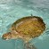 A turtle swims in a pool of water