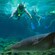 A group of people snorkeling next to a baby shark