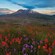 Flowers near plains and a snow covered mountain