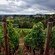 A vineyard near trees