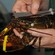A man's hand holding a lobster while the other hand measures the length of the sea creature's body