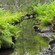 Trees and ferns grow along a stream
