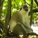 A monkey sits on a tree branch in a jungle area