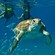 Two divers hold hands under water as they follow a swimming sea turtle