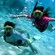 Scuba divers swim along an underwater reef