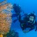 A scuba diver inspects a large coral