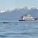 A whale pod swims by a multilevel catamaran filled with passengers