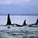 Um grupo de orcas nadando nas águas do Icy Strait Point, Alasca