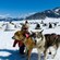 A woman photographs a young girl petting a sled dog
