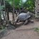 A giant tortoise
