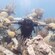 Un hombre practicando buceo en los arrecifes de coral