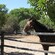 Un caballo parado junto a una valla y árboles