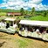 An open air train trolley filled with passengers parked at a stop in a banana plantation