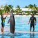 Un grupo de visitantes mira cómo los delfines saltan fuera del agua para tocar una vara de entrenamiento