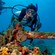 A diver swims near a shipwreck covered in barnacles