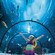 Una niña en el túnel de un acuario
