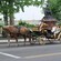 Un conductor se inclina hacia atrás para hablar con la pareja que va en su carruaje tirado por caballos mientras se dirigen por la calle