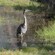A great blue heron bird stands in a marsh at Irving Nature Park in Saint John, New Brunswick