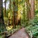 A dirt footpath runs through a forest of red wood trees