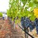 Grapes grow at a vineyard on a wine estate with a couple walking in the background