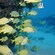 Swimming tropical fish