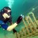 A scuba diver points a camera towards a group of fish near some undersea wreckage