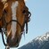 El rostro de un caballo con una ladera nevada detrás
