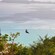 A Guest zip lines over the treetops near the ocean