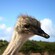 The face of an ostrich