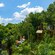 A Guest riding a zip line through a jungle