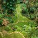 A Guest walking on a stone path surrounded by foliage in Hunte’s Gardens at Bridgetown, Barbados
