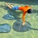 A Guest snorkeling above a few stingrays and reaching out to pet one
