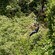 A Guest posing while zip lining over a canopy of trees as friends watch
