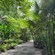 A lush botanical garden in Castries, Saint Lucia