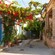 A cat walking in the middle of a cobblestone lane in Koskinou village, Rhodes, Greece, canopied by vines and bougainvillea flowers