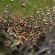 Many striped butterflies clustering on a mossy tree trunk