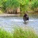 A coastal brown bear wading through shallow waters on the Spasski River Valley in Icy Strait Point, Alaska