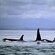 A pod of orcas swimming in the waters of Point Adolphus, Alaska
