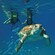 Two Guests snorkeling in the ocean behind a school of fish and a sea turtle