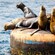 Seals sunbathing on a platform in the middle of the Pacific Ocean