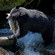 A black bear standing in a river and holding a salmon in its mouth