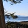 A forest ledge overlooking the water and mountains