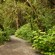 A path leads through a forest, with moss hanging from tree branches