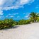 Una playa con un grupo de plantas en las Bahamas
